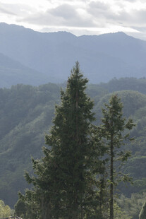 山间挺拔松树与连绵山脉