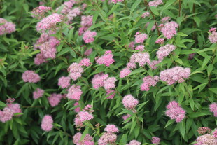 粉花绣线菊 
