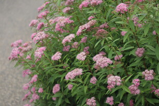 粉花绣线菊