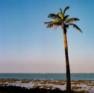 海边孤耸的椰子树