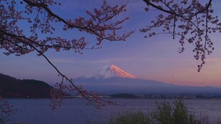 湖畔樱花与富士山美景