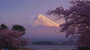 富士山下烂漫樱花景