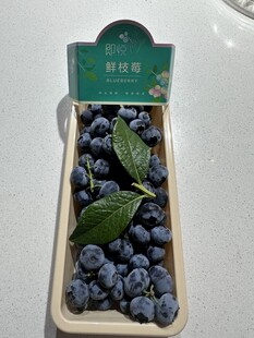 带枝蓝莓