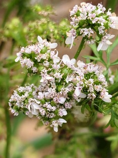 白色小花植物特写
