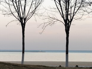 湖畔枯树