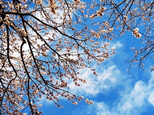 蓝天映衬下的烂漫花枝