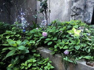 庭院绿植景观一角