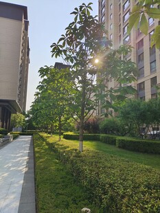 阳光照耀下的城市绿植景观
