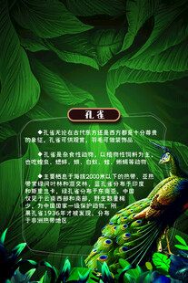 孔雀讲解