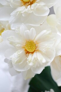 洁白绽放的美丽花朵