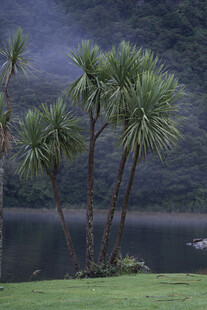 湖畔棕榈树风景