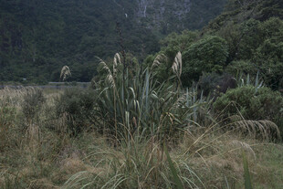 野外丛生的高大芦苇植物
