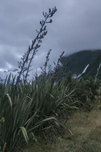 山坡上的剑麻植物景观