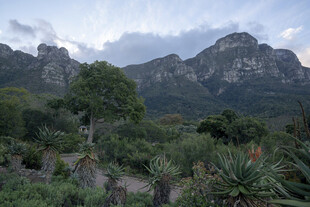 山间绿植与巍峨山峦