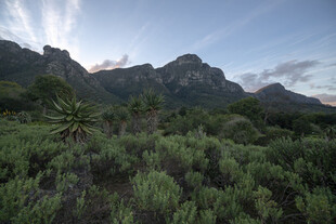 山间绿植与远处山峦美景