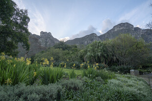 山间花草与壮丽山峦景观
