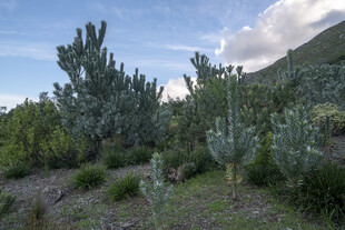 山间绿植景观