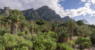山间绿植与巍峨山峦