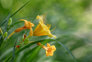 黄色萱草花