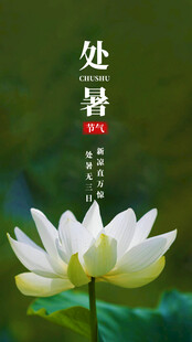 处暑时节的洁白荷花