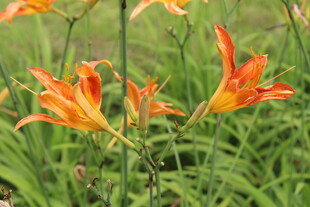 萱草花 