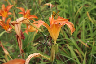 萱草花  