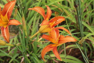 萱草花 
