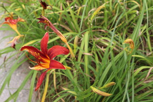 萱草花  