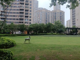 城市草坪上的悠闲小鹿