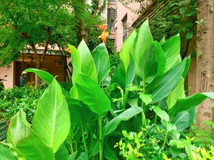 翠绿植物装点的自然景致