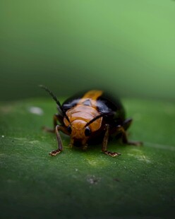 绿叶上的斑斓甲虫