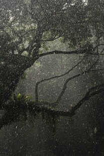 雨中树枝