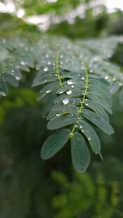 带露珠的翠绿叶片