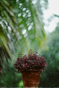 雨中植物