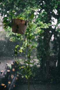 雨中树叶