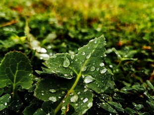 绿叶上晶莹的雨滴