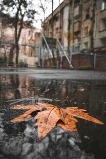雨后落叶映建筑景象