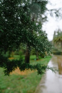 雨天树叶上的水珠