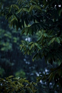 雨中树叶