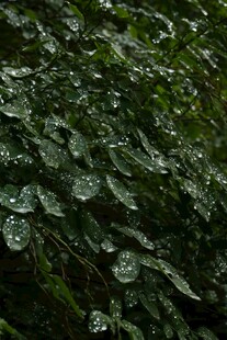 绿叶上晶莹的雨滴