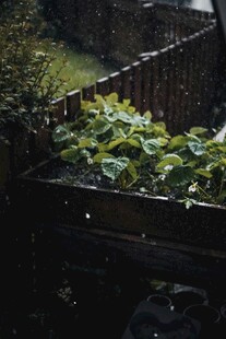 庭院绿植与木质围栏景观