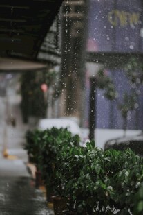 雨中绿植