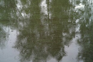 水中倒影的葱郁树木