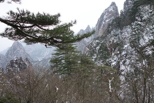 雪覆山峦间的苍松美景