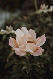芍药