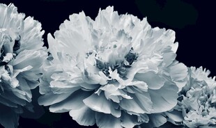 牡丹