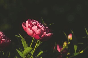 芍药