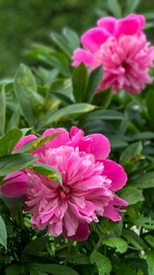 芍药