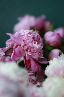 芍药