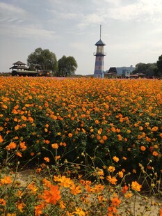 花海